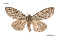 藏品(阿里山麗毒蛾)的圖片